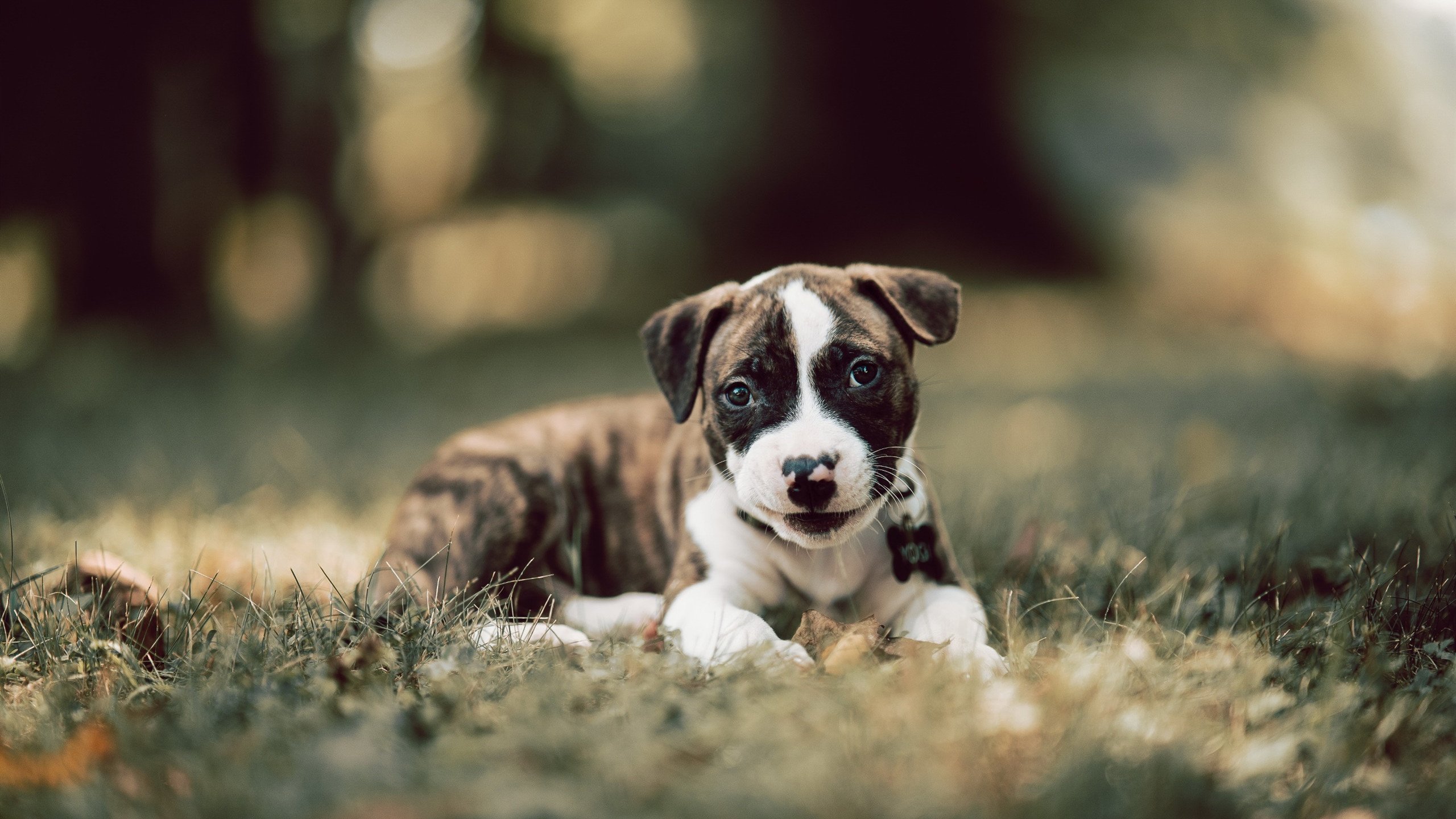 开云官网APP下载-Dota 2 国际邀请赛预选赛即将开始，dota2国际邀请赛ti10预选赛