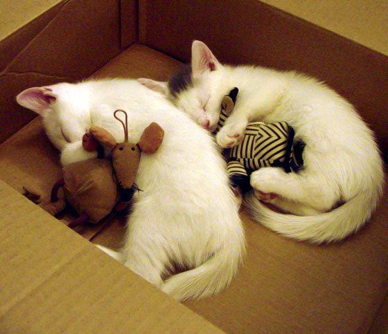 开云体育在线赛事直播-_夜光灯光武术表演：灯火辉煌中的运动盛典_，武馆灯光