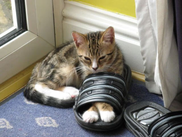 开云下载-_湖人队快节奏攻防，展现团队实力_，湖人组队