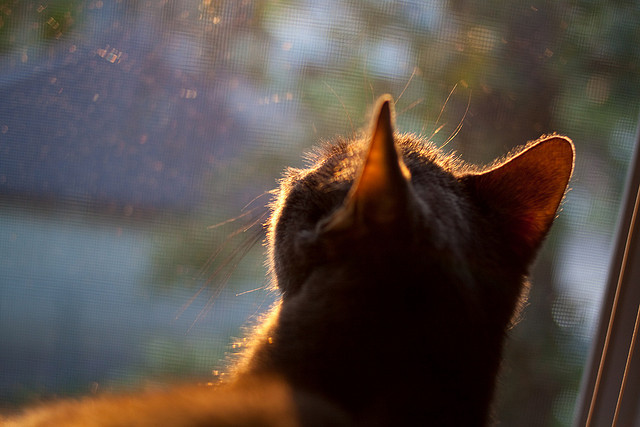 kaiyun.com-_线上运动挑战：互联网带来的新体验_，线上运动的好处