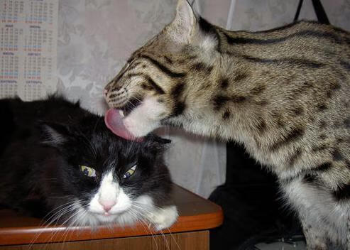 KAIYUN 中国大陆-_红土流金：最具观赏价值的本土赛事_，红土百度百科