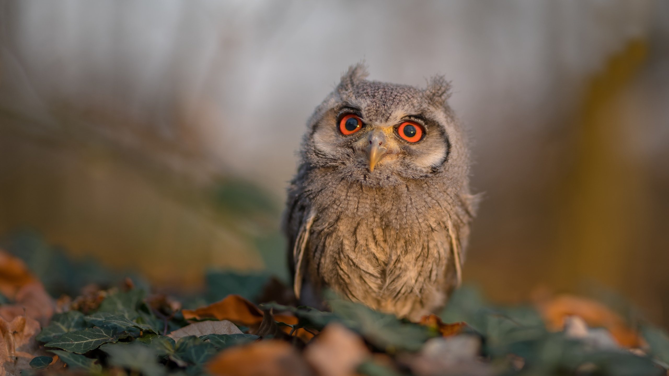 开云官方-_跨界运动+电影盛典：艺术与运动的创新融合_，什么是艺术电影运动