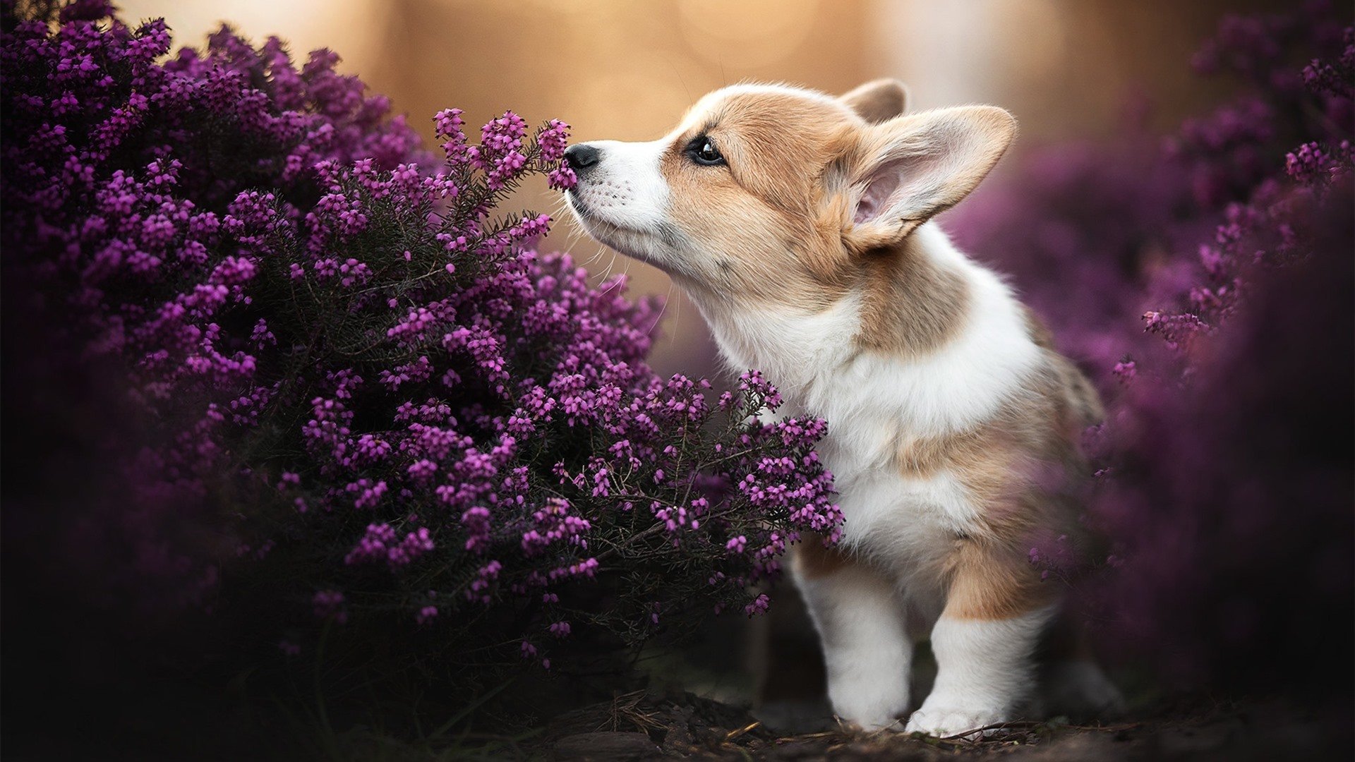 开云官网APP下载-“德甲战火升级，冠军悬念逐步揭晓”，德甲冠军规则