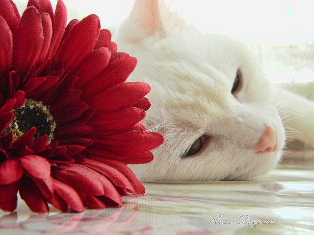 kaiyun官方入口登录-“战术创新：联盟最新的花式打法揭秘”，英雄联盟战术术语