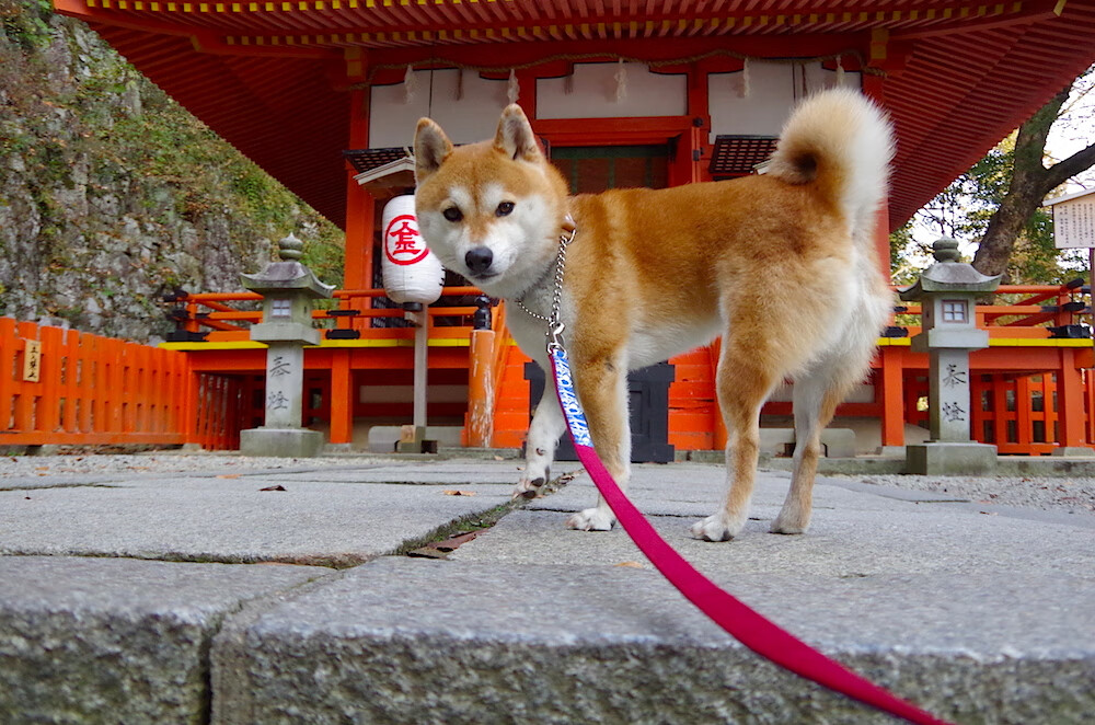 开云官方-“梦想新星”青少年篮球明星观察团在北京成功挂牌，青少年篮球队名单