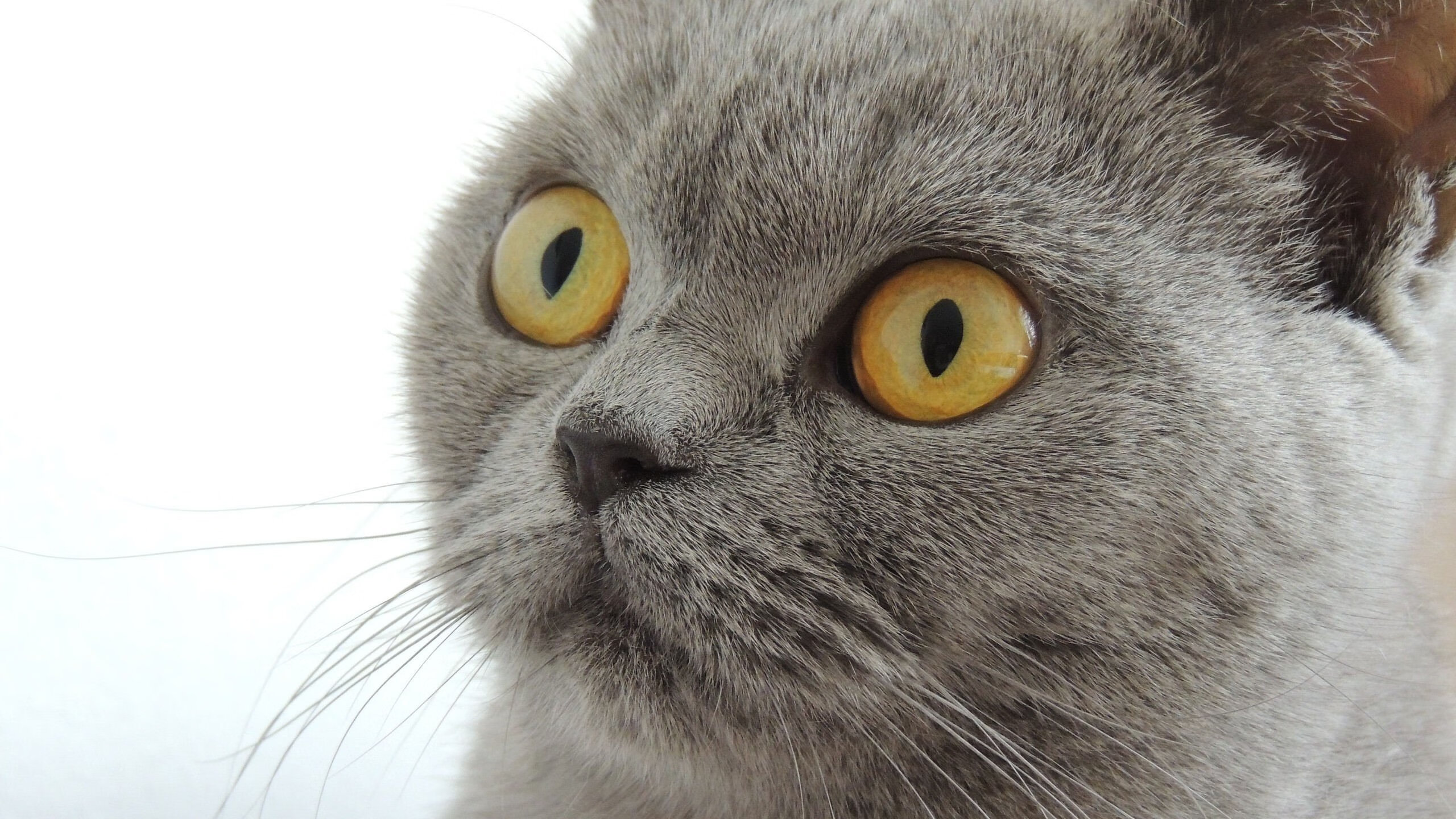 开云官方-《DOTA2》版本更新：英雄平衡性调整与新装备上线，dota2更新7.29英雄