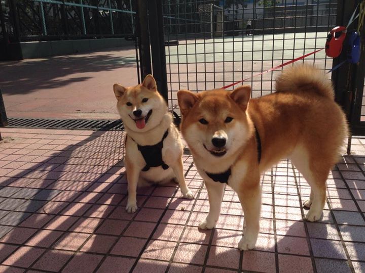 开云平台-绝地求生 战术配合成关键因素，绝地求生战术竞技模式