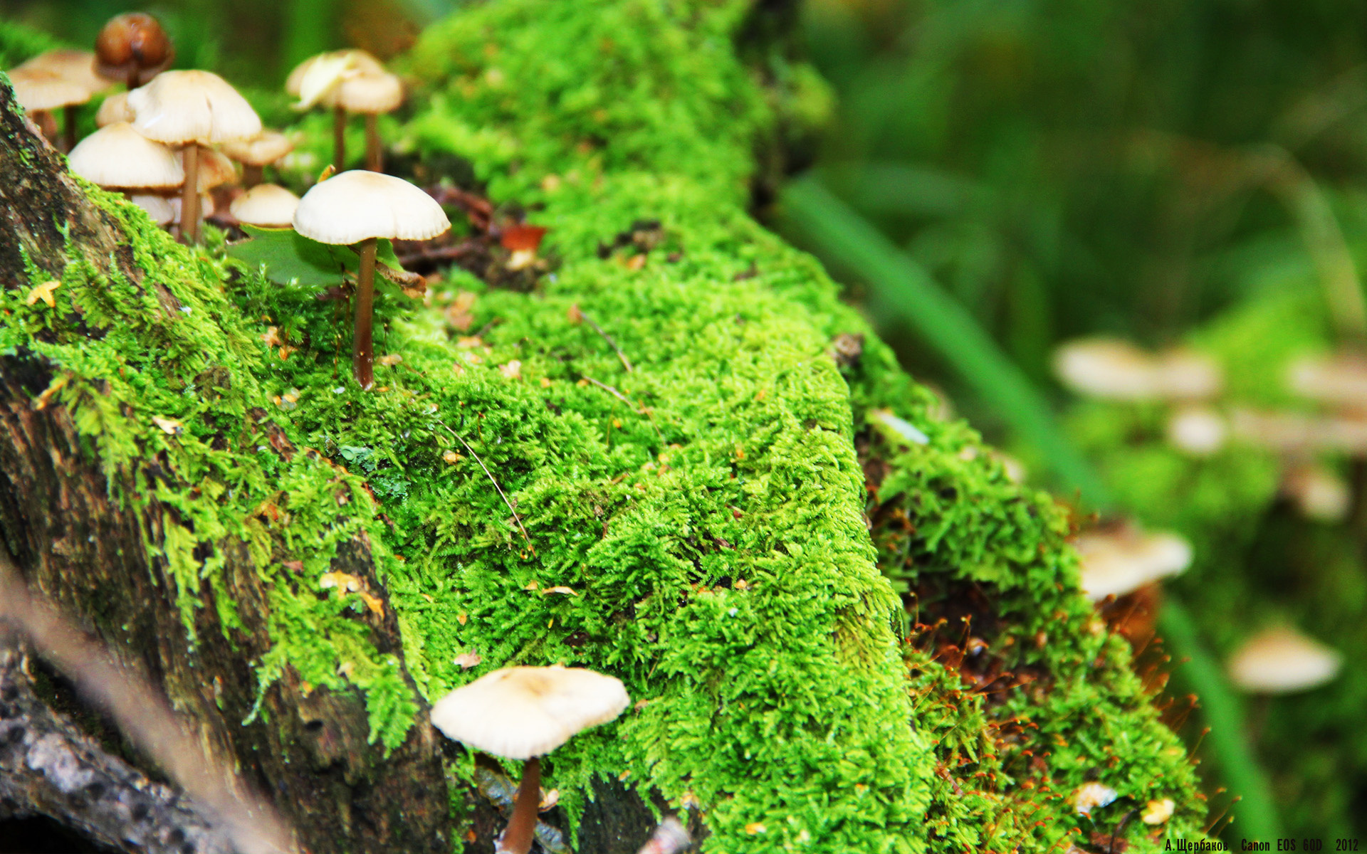 开云官方-KPL明星选手状态火热，kpl明星阵容