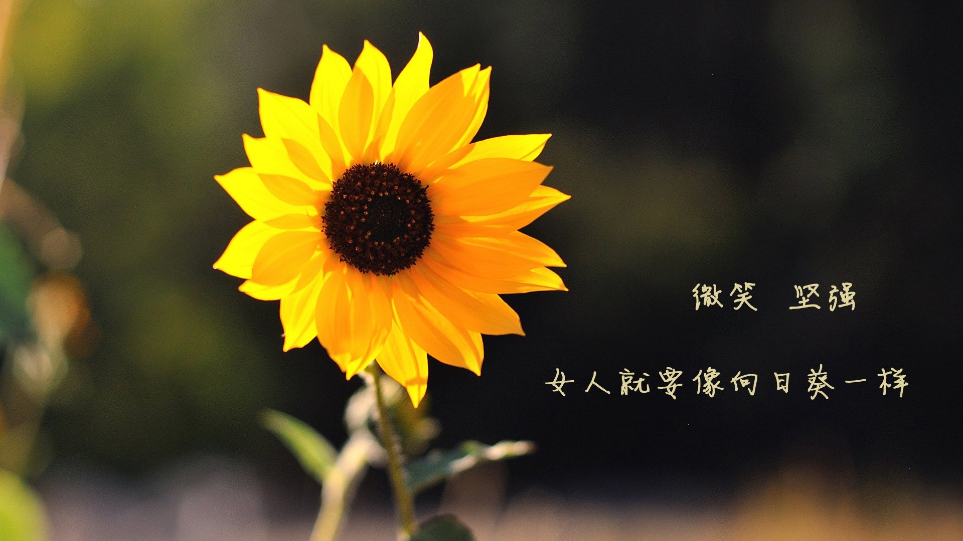 开云体育中国官网-阿尔阿赫利赛季连胜纪录刷新，阿尔阿赫利埃及