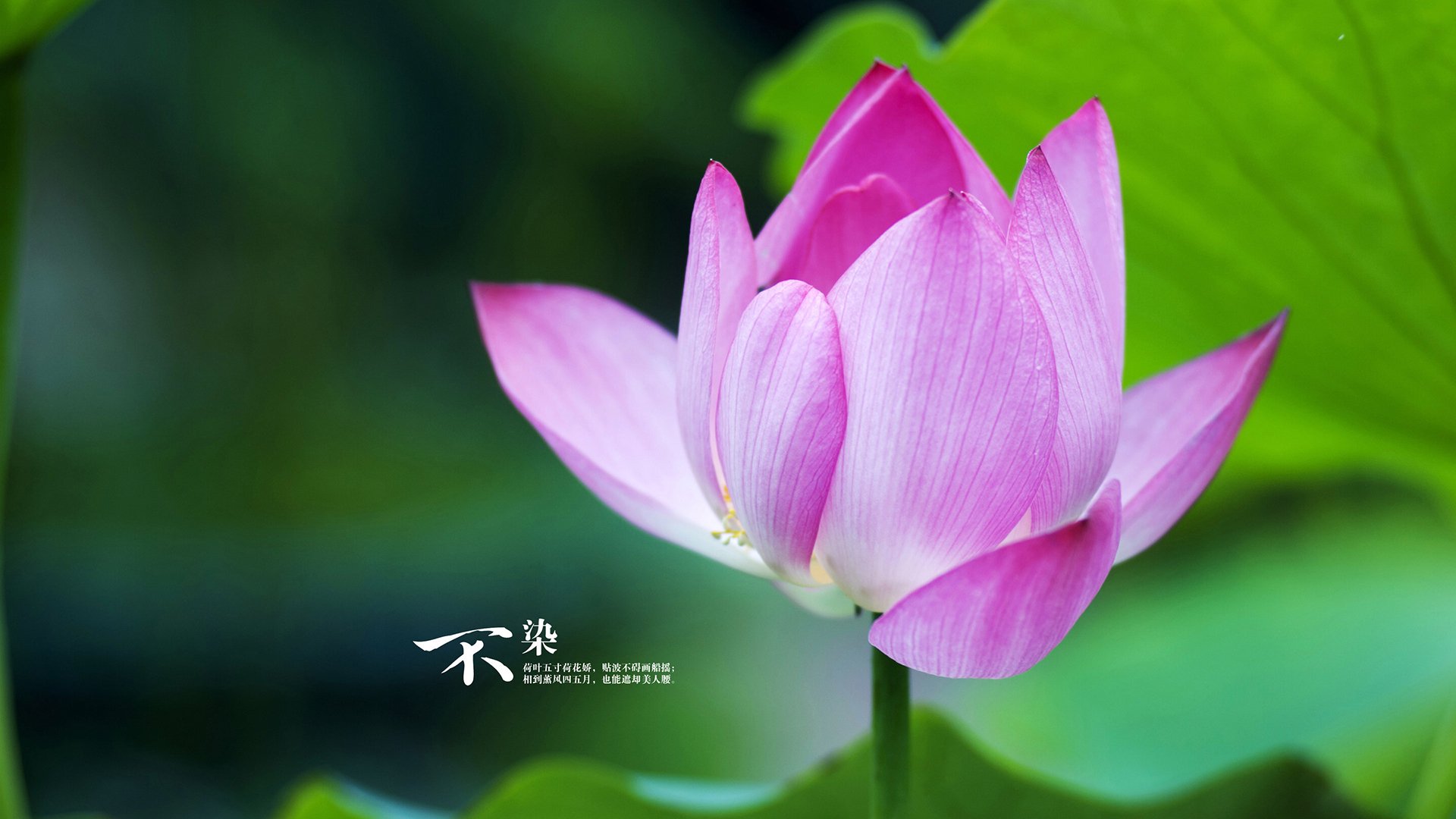 Kaiyun官方登录入口-中美蝶泳前100米对比：美方领先更稳，美国百米蝶泳