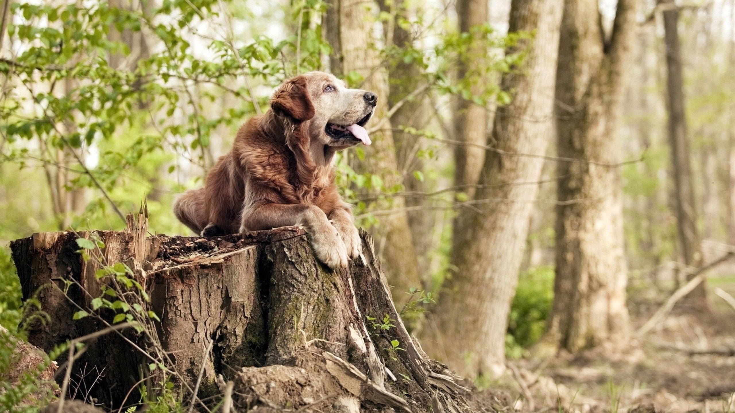 kaiyun中国官方网站-梅斯精准中路渗透打穿对手防线，梅斯青训