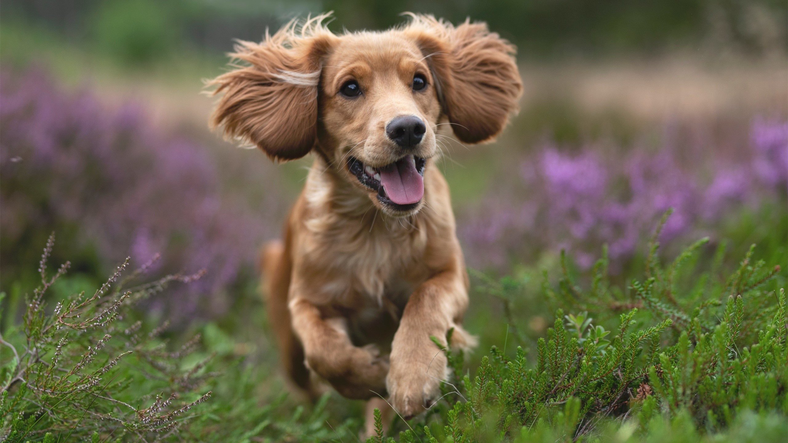 开云网页版-美国队赛制分析：团体赛制如何帮助提升团队配合与默契，美国队内对抗赛