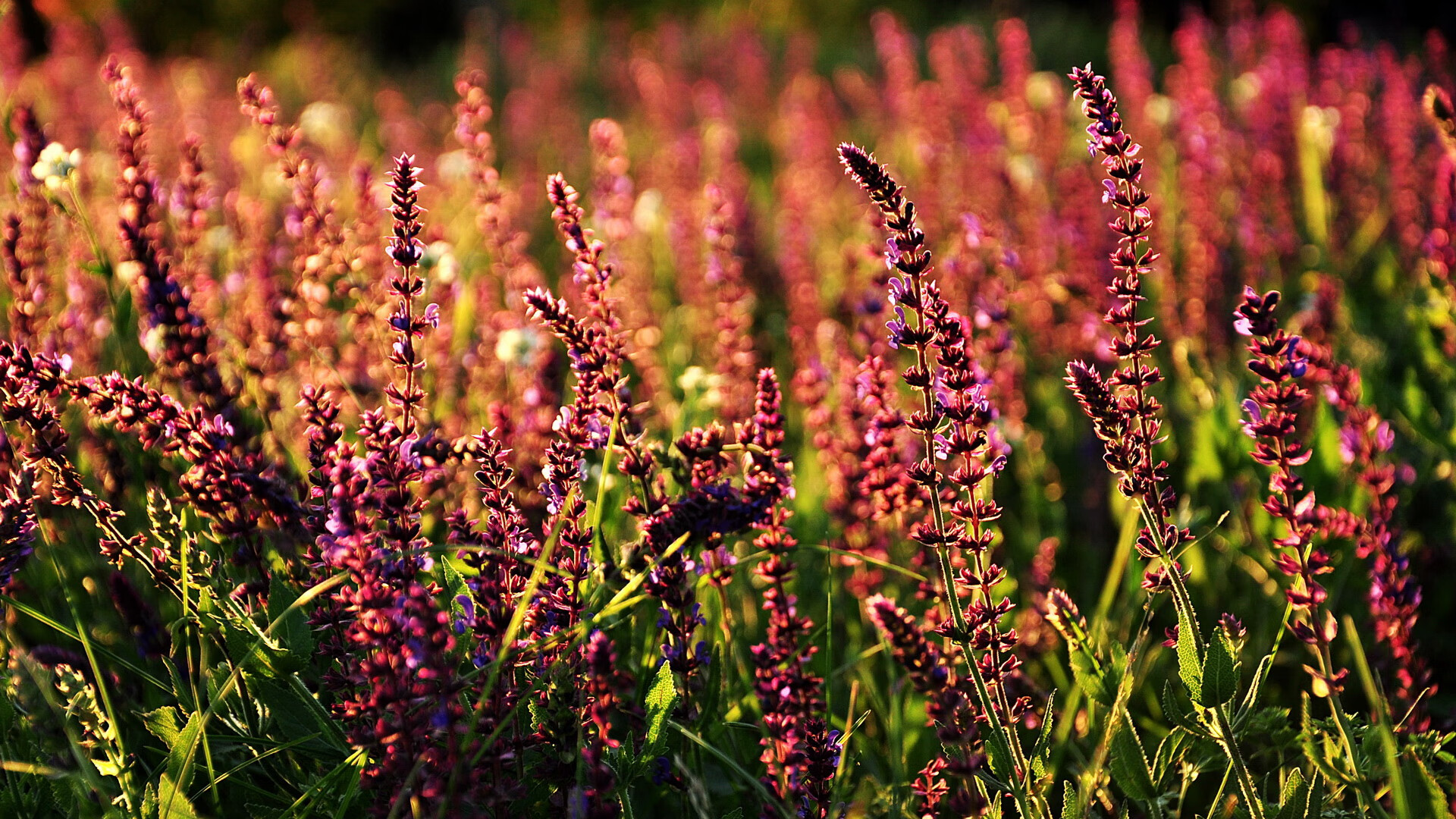 俱乐部年终总结发布全面评估过去一年的发展成果,俱乐部期末总结